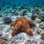 Classification of Anthenea