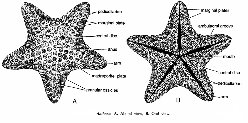 Classification of Anthenea