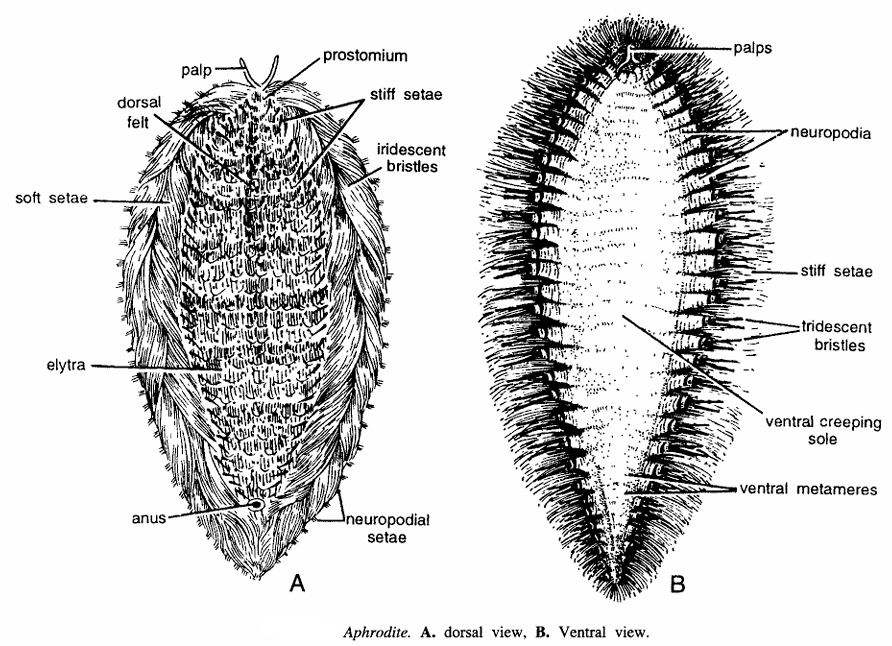Aphrodite (Sea Mouse)