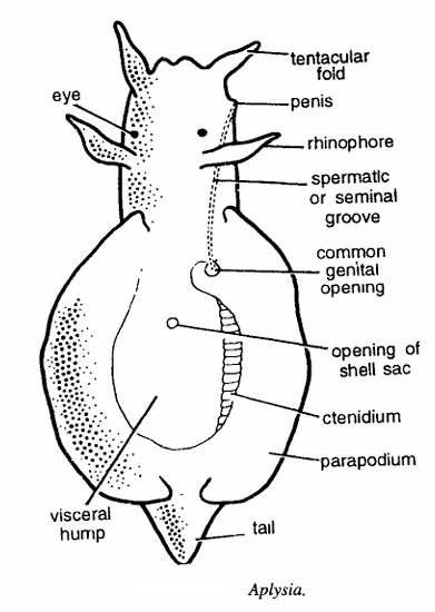Aplysia