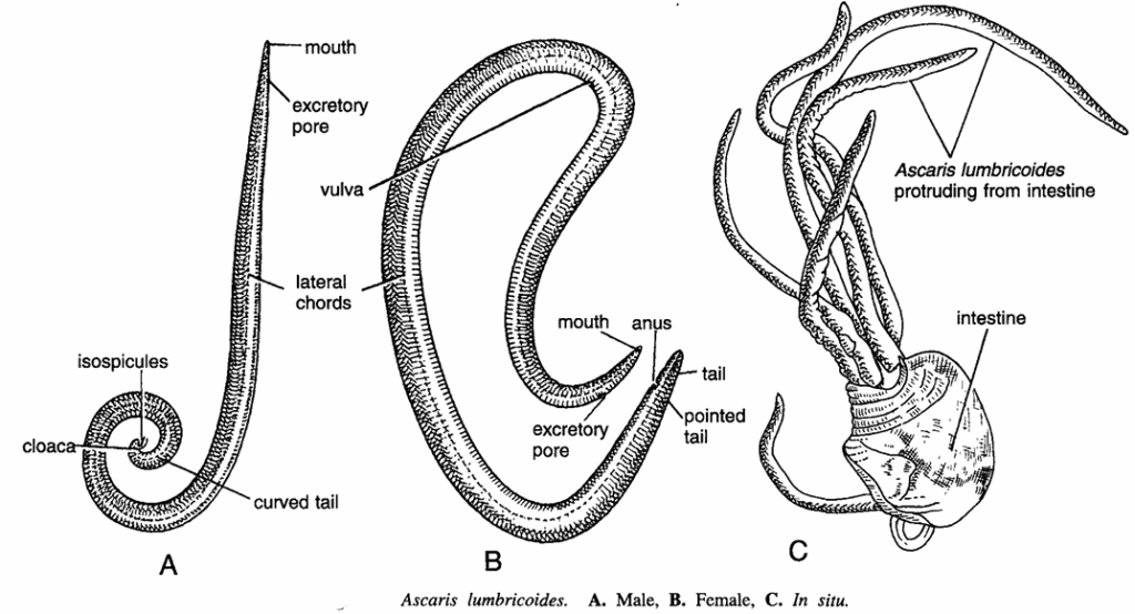 Classification of Ascaris lumbricoides