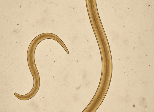 Ascaris lumbricoides