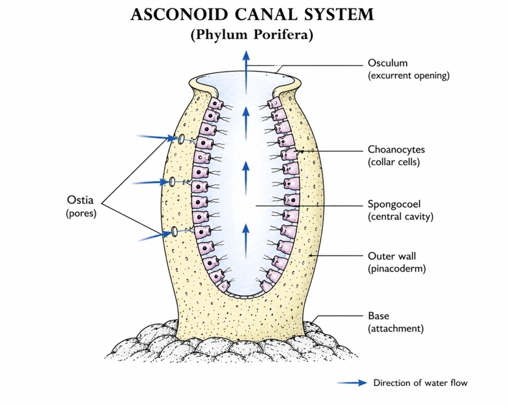 Phylum Porifera: Characteristics, Classification, Examples & Diagram | Zoologyverse diagram of the asconoid canal system in Porifera showing ostia, spongocoel, choanocytes, osculum, and the direction of water flow.