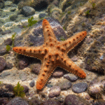 Classification of Asterias