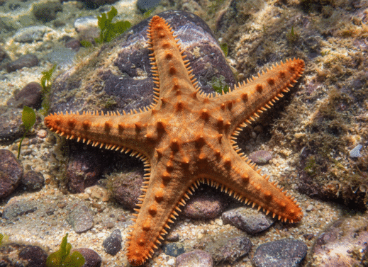 Asterias (Sea Star or Starfish)