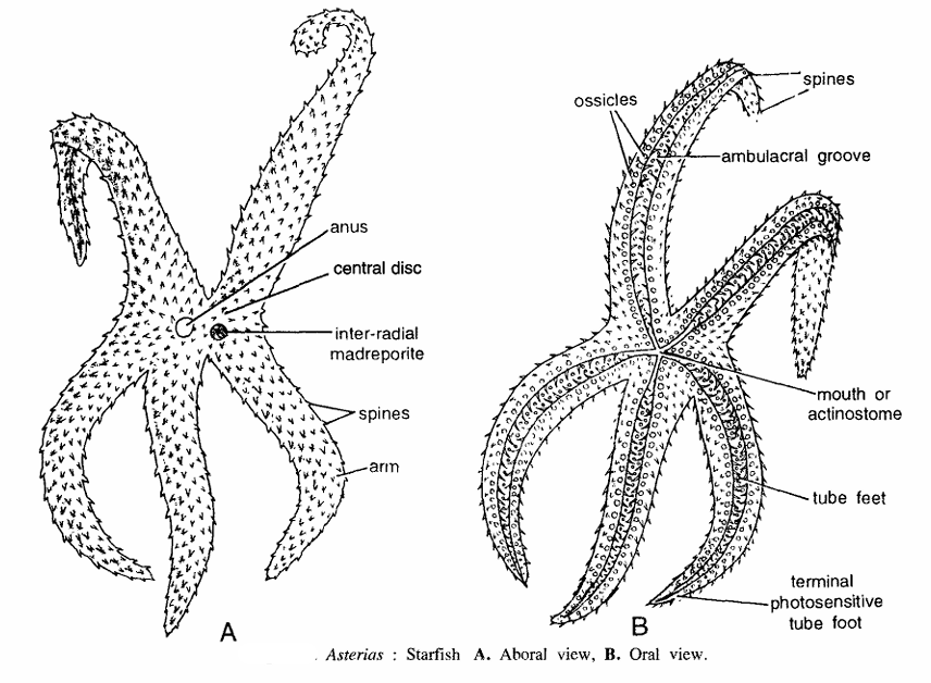 Classification of Asterias
