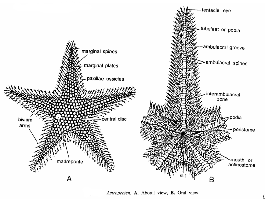 Astropecten