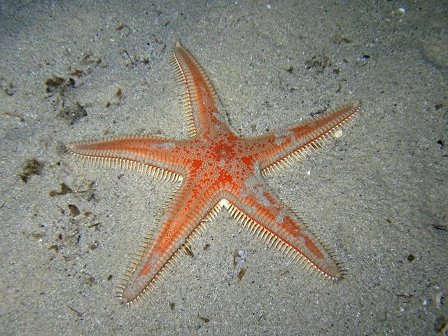 Astropecten