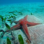 Astropecten