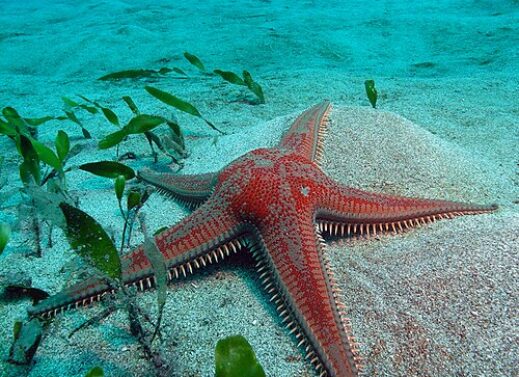 Astropecten