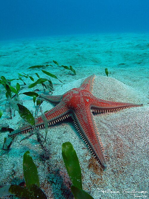 Astropecten