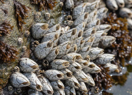 Balanus(Rock barnacle)