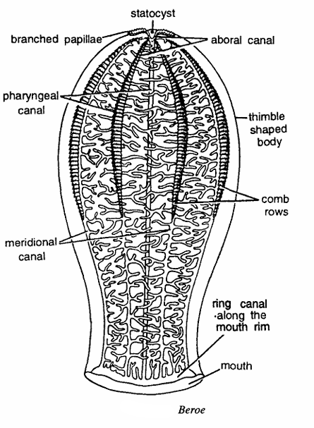 Classification of Beroe