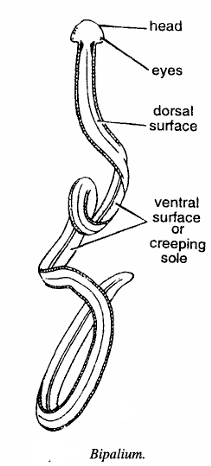 Classification of Bipalium
