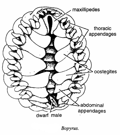 Classification of Bopyrus