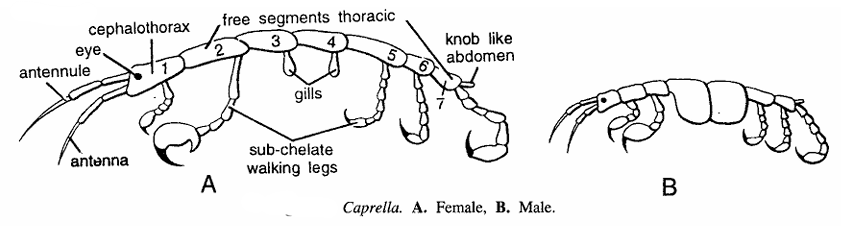 Caprella