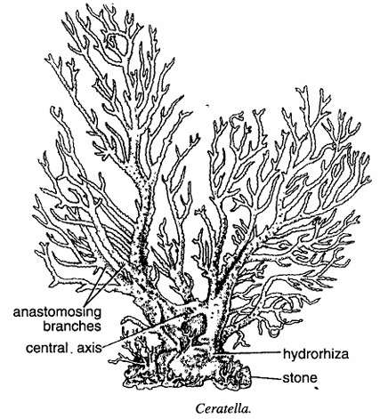 Classification of Ceratella