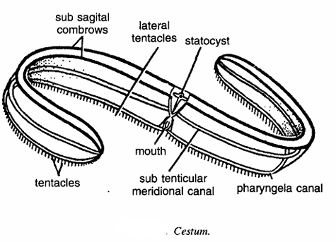 Classification of Cestum
