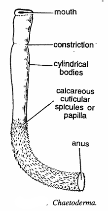 Classification of Chaetoderma