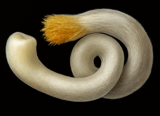 Chaetoderma