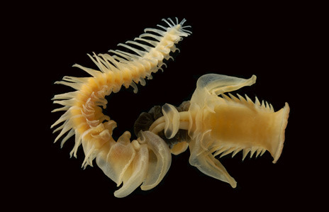 Chaetopterus