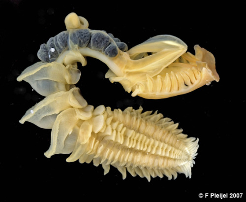Chaetopterus