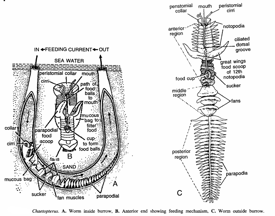 Chaetopterus