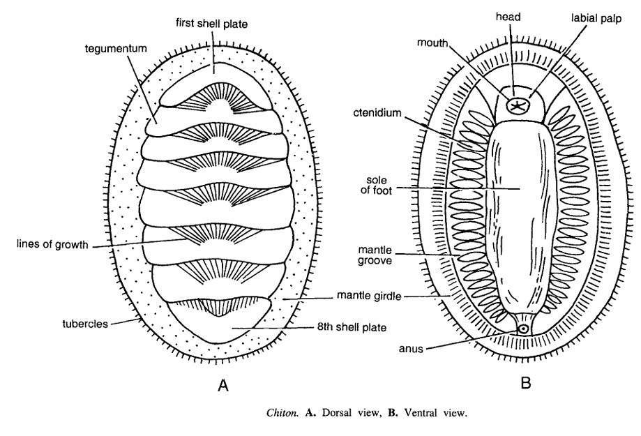 Classification of Chiton or Ischnochiton