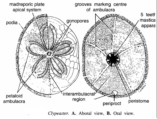 Clypeaster