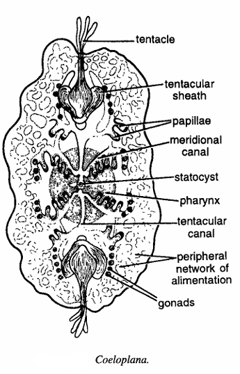 Classification of Coeloplana