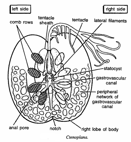 Classification of Ctenoplana