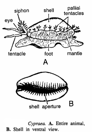 Cypraea