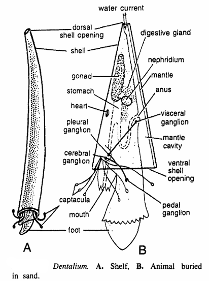 Dentalium