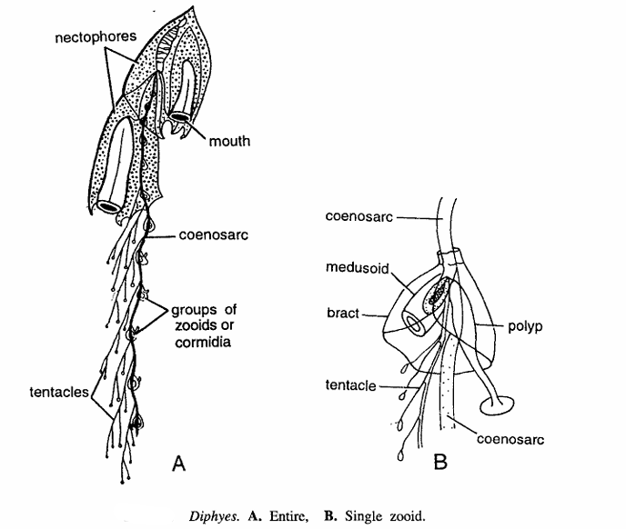 Classification of Diphyes