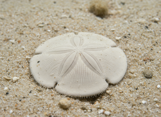 Echinarachnius (Sand dollar)