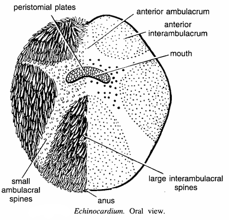 Echinocardium (Sea potatoes)