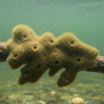 Classification of Ephydatia