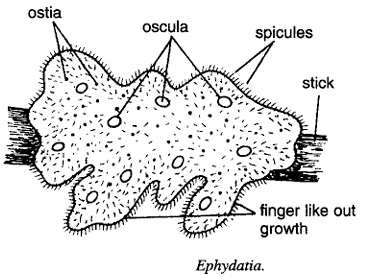 Classification of Ephydatia