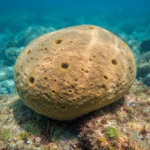 Classification of Euspongia