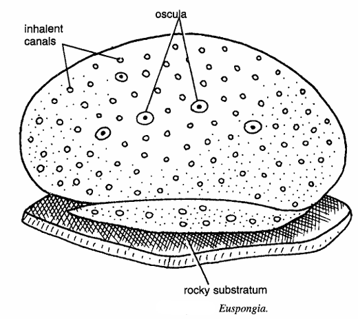 Classification of Euspongia