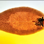 Classification of Fasciola hepatica