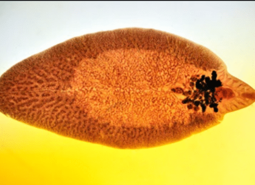 Fasciola hepatica (Sheep Liver Fluke)