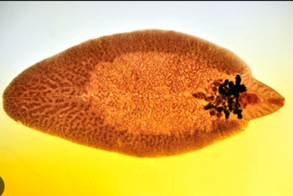 Classification of Fasciola hepatica