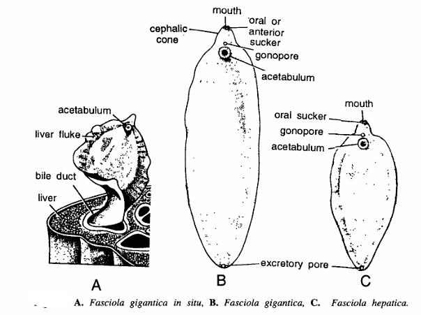 Classification of Fasciola hepatica