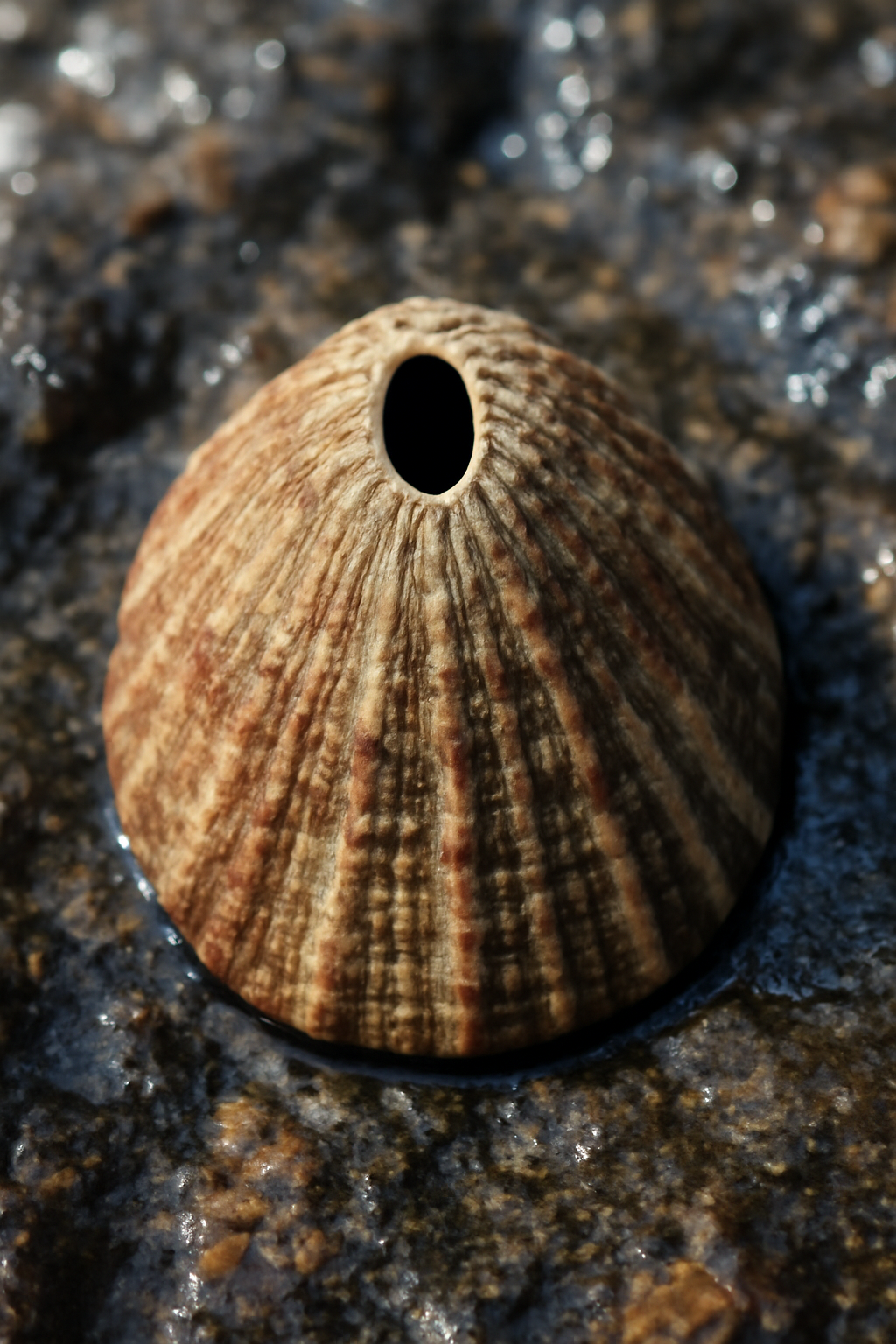 Fissurella
