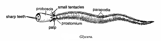 Glycera (Bloodworm)