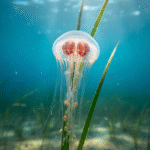 Classification of Gonionemus