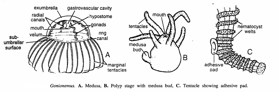 Classification of Gonionemus