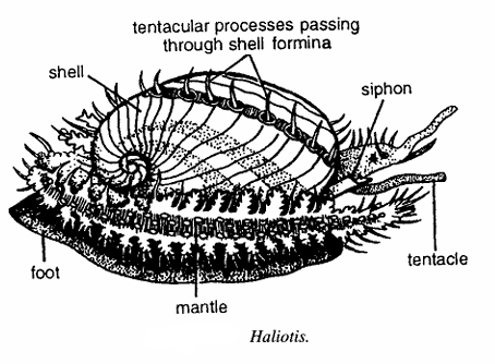 Classification of Haliotis