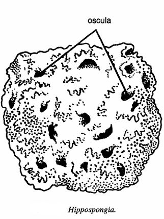 Classification of Hippospongia